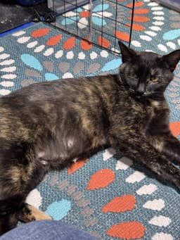 Gigi image 1