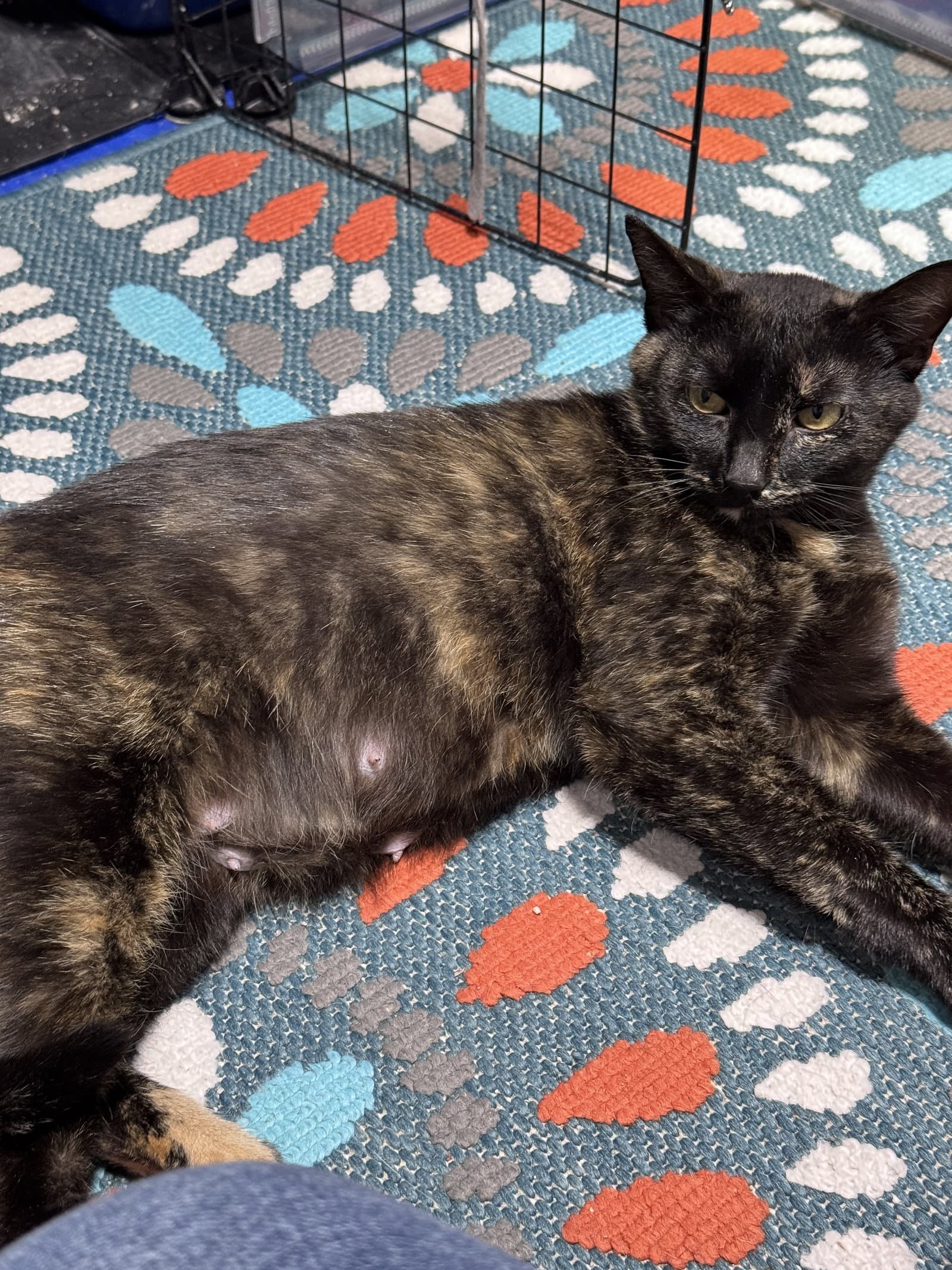 Gigi - Domestic Short Hair