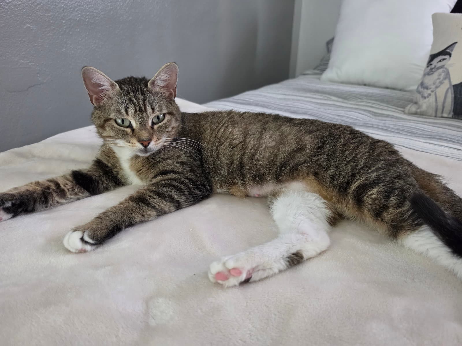 Frannie - Domestic Short Hair