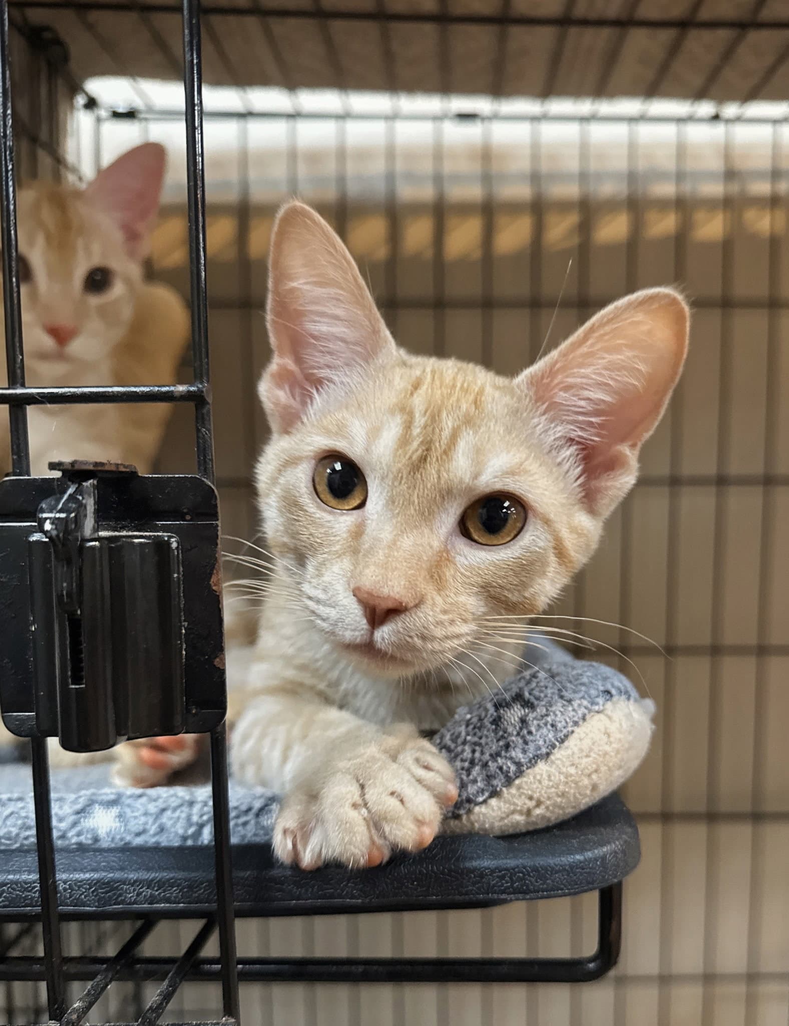Missy - Domestic Short Hair