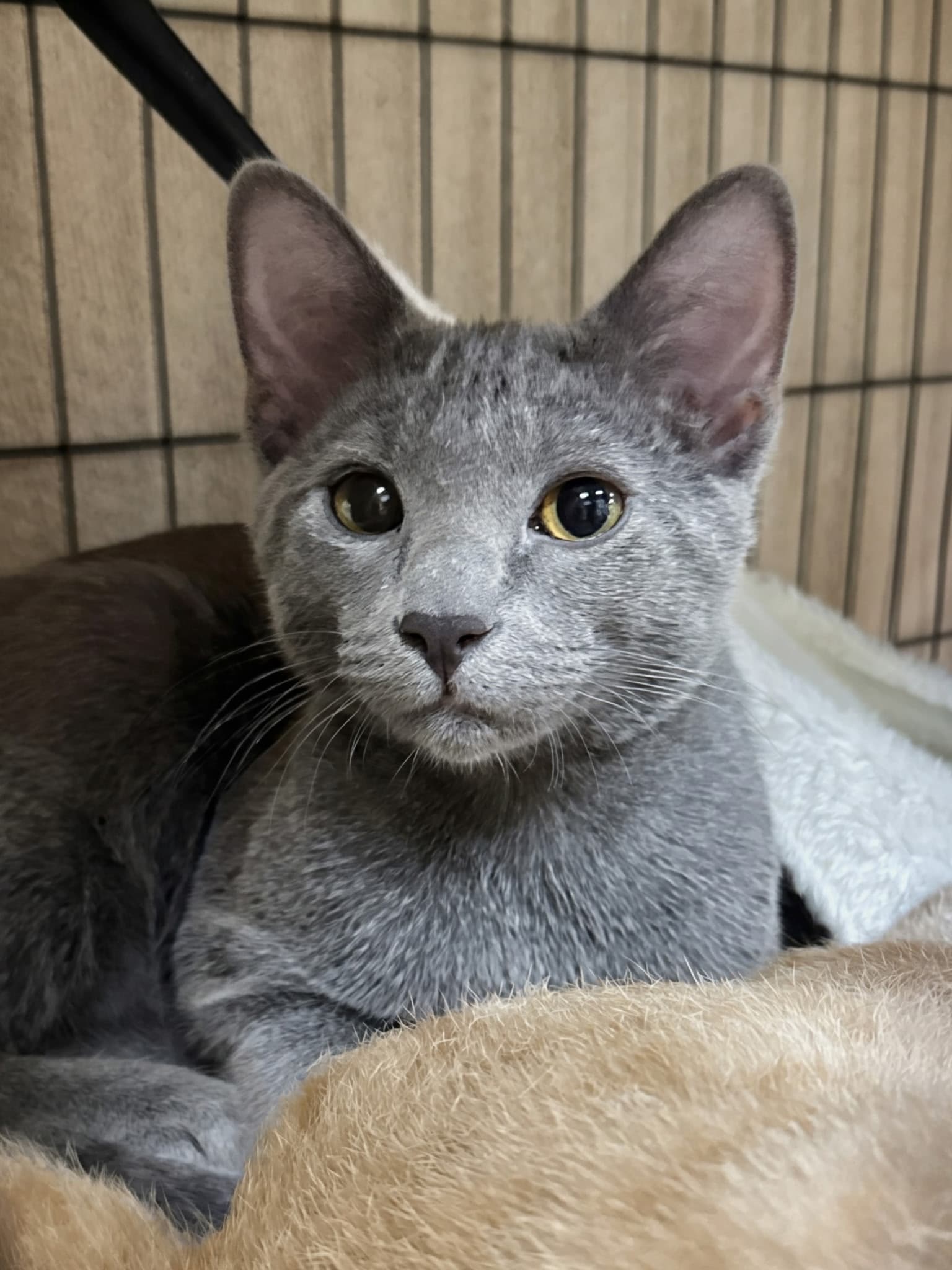 Turbo - Domestic Short Hair