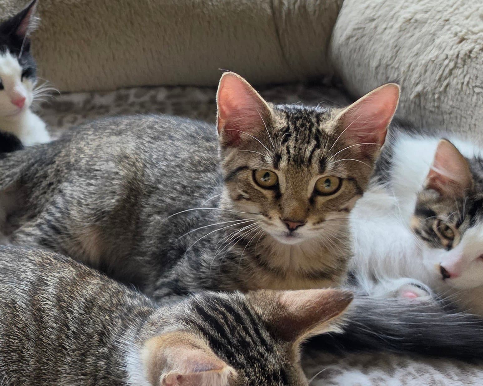 Olive - Domestic Short Hair