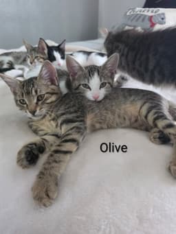 Olive image 3