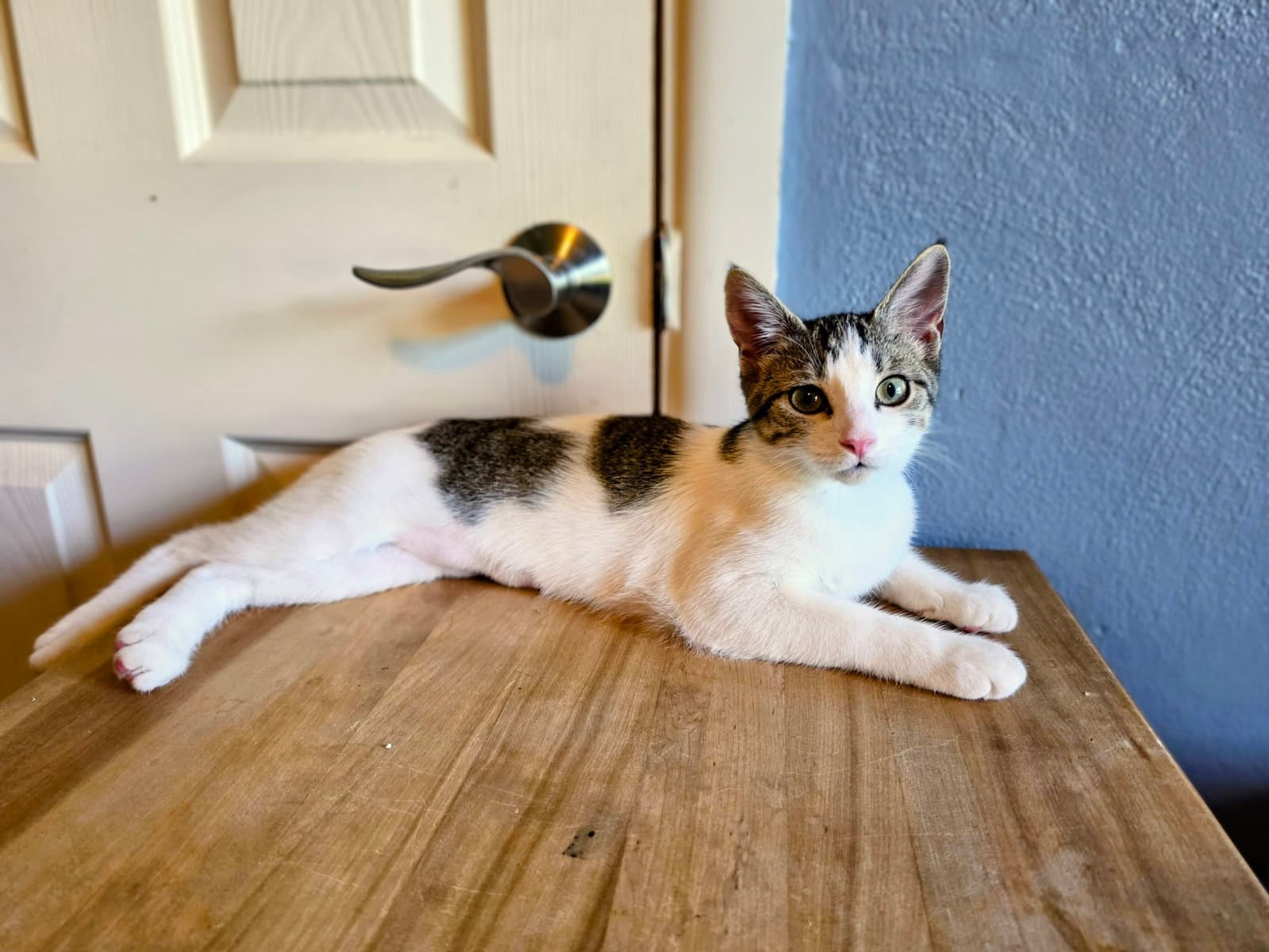 Cry Baby - Domestic Short Hair