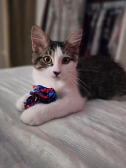 Miss Fluff image 1