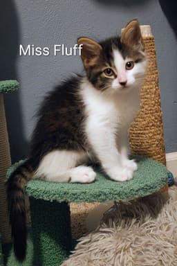 Miss Fluff image 2
