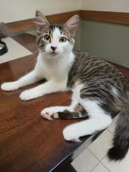Miss Fluff image 3