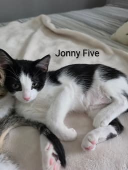 Jonny Five image 1