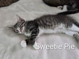 Sweetie Pie image 1