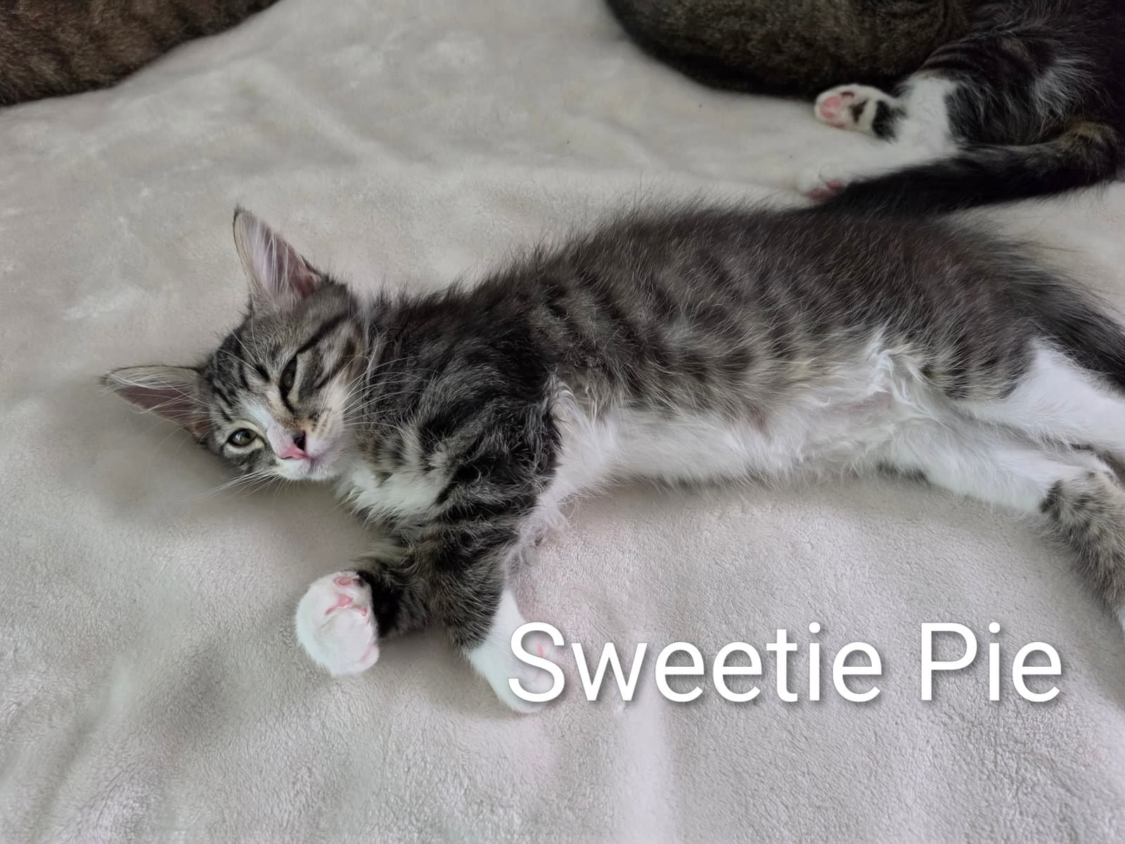 Sweetie Pie