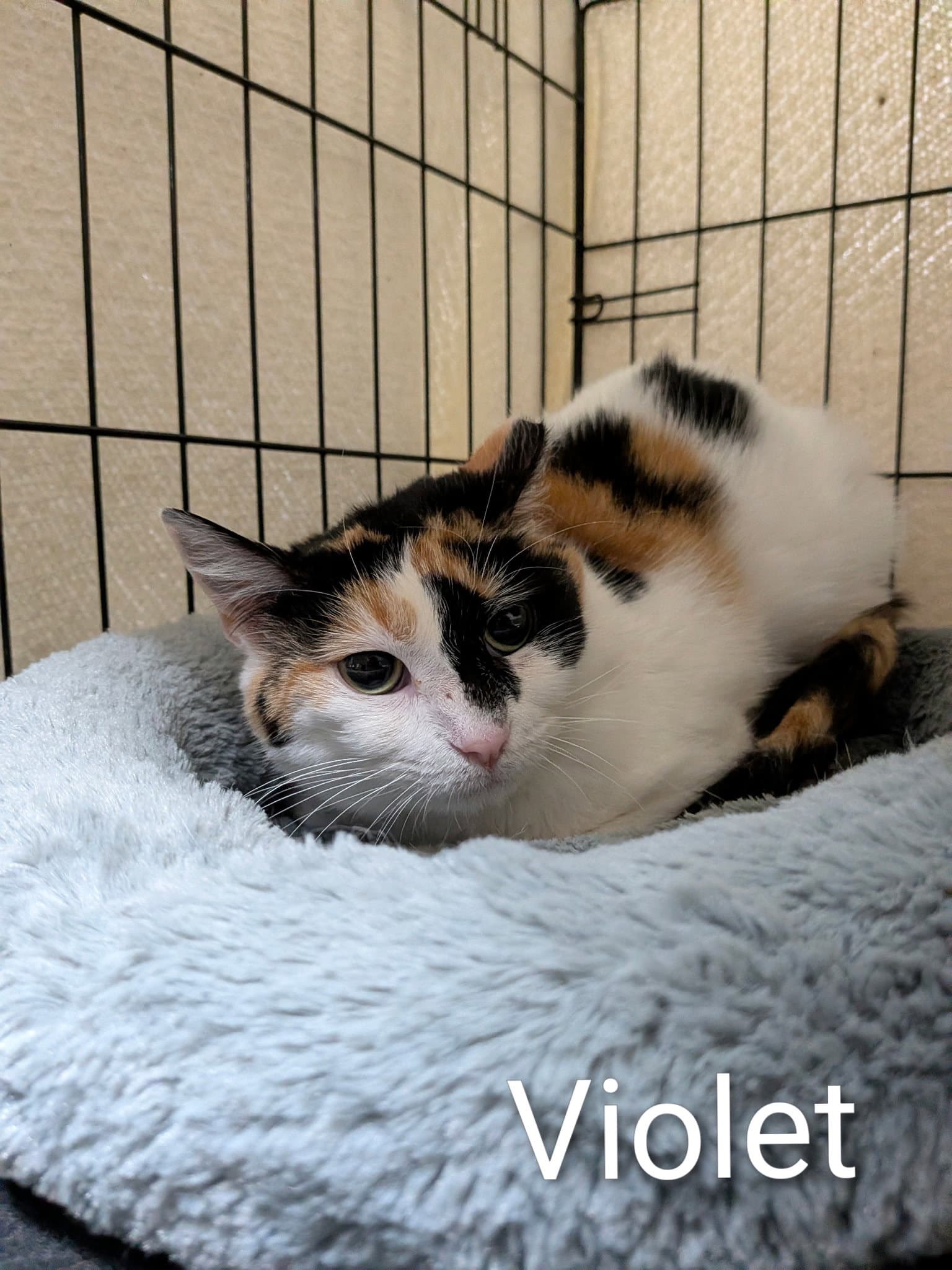 Violet - Domestic Short Hair