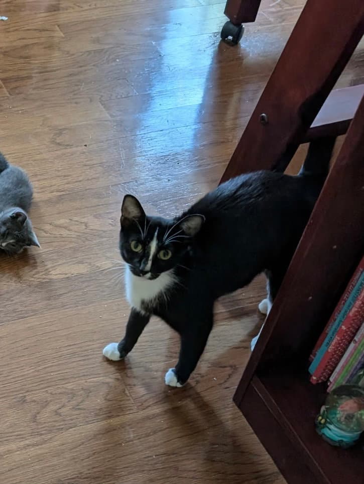 Jasmine - Domestic Short Hair