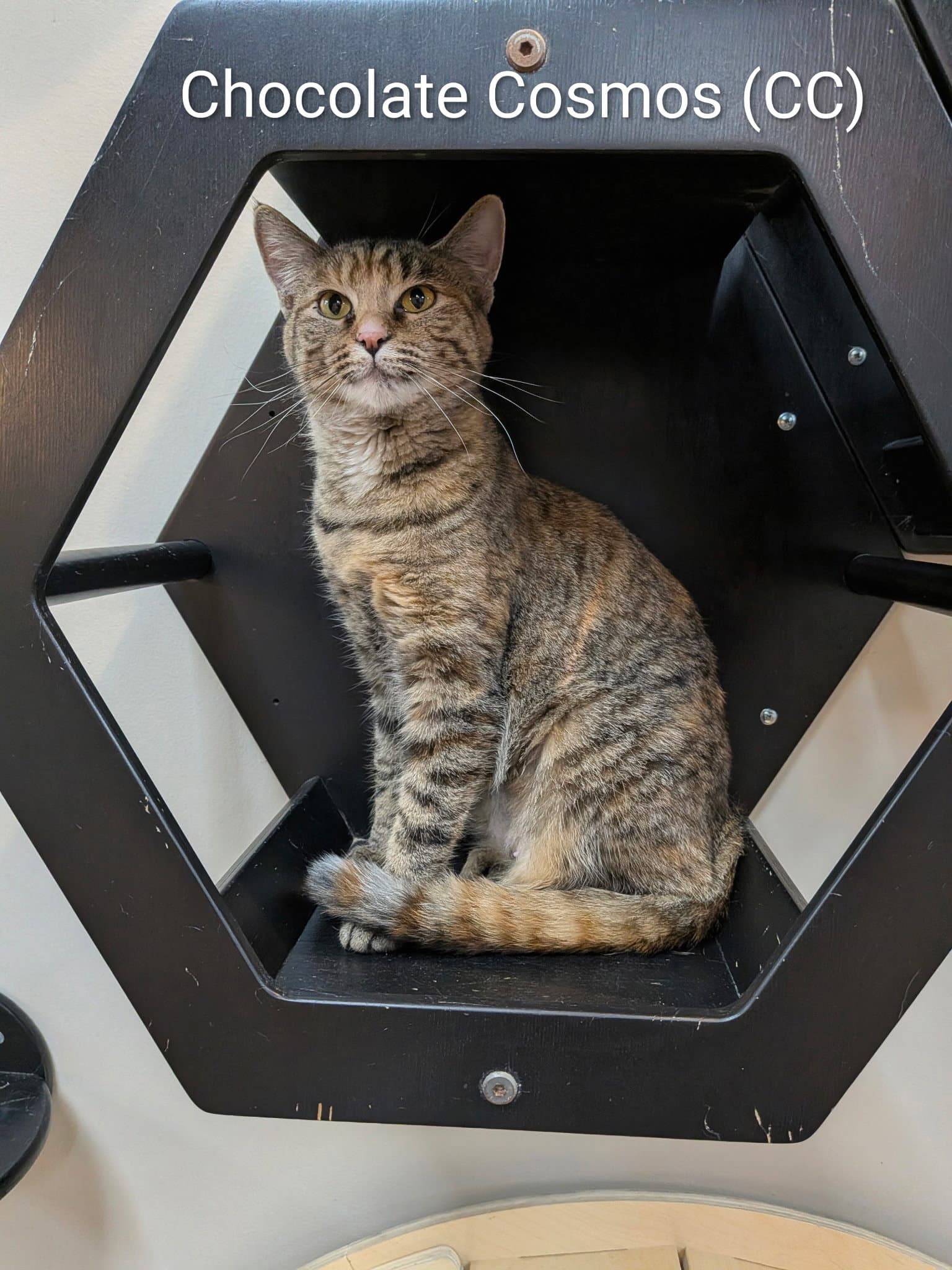 Chocolate Cosmos - Domestic Short Hair