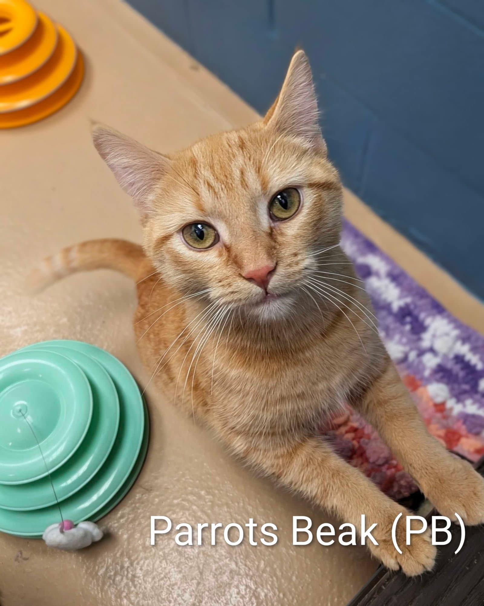 Parrot's Beak - Domestic Short Hair