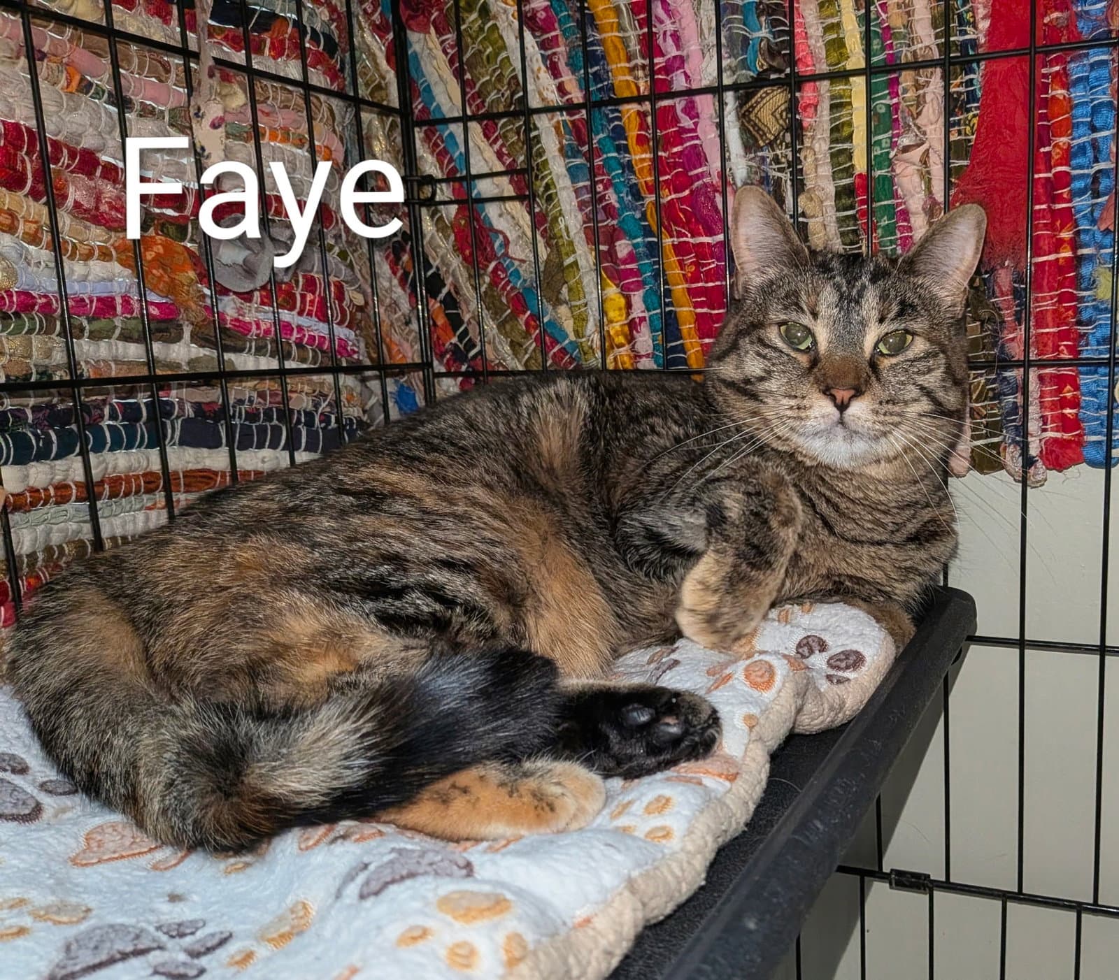 Faye - Domestic Short Hair