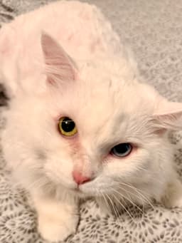 Marie image 1