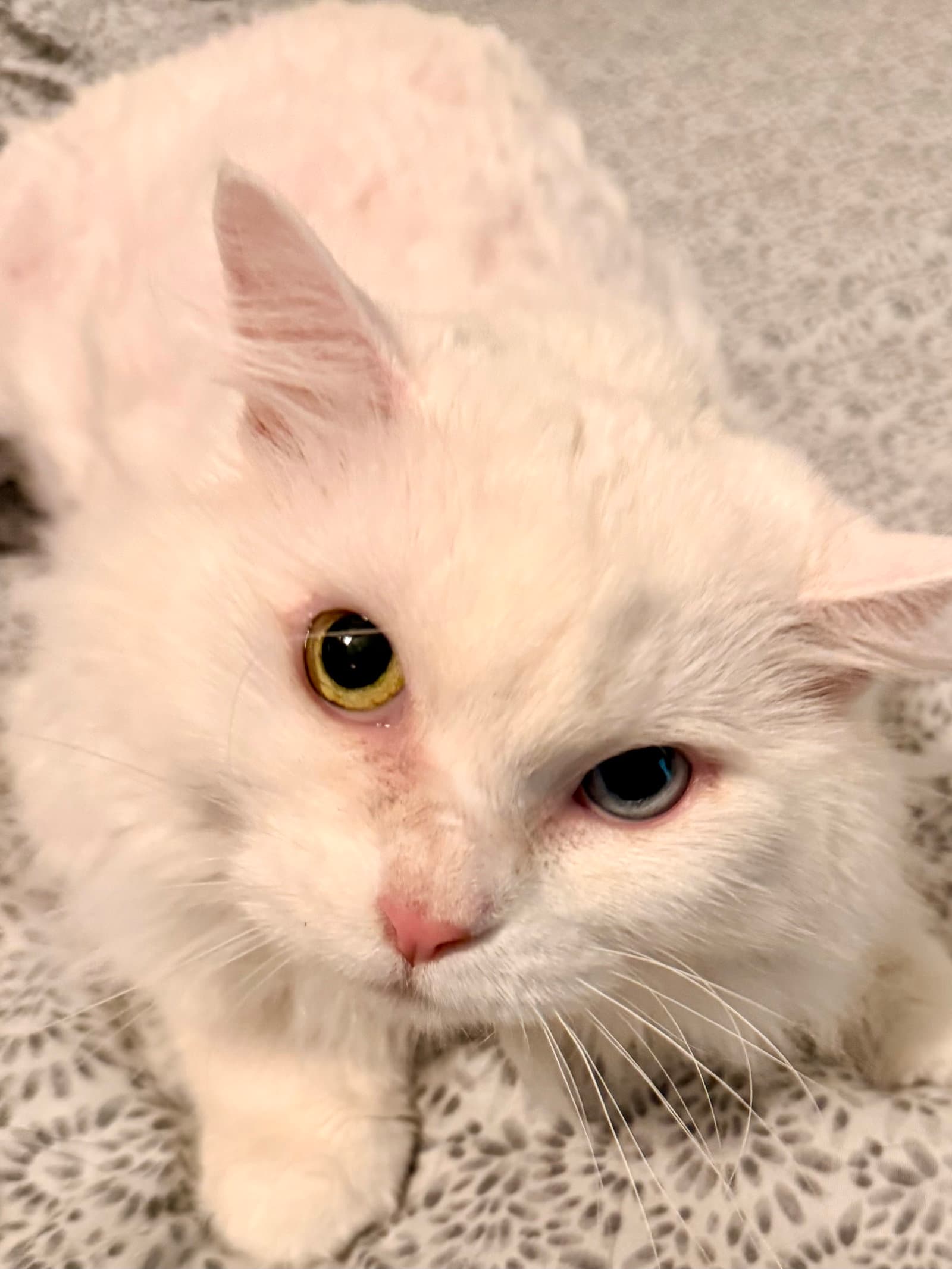 Marie - Domestic Medium Hair