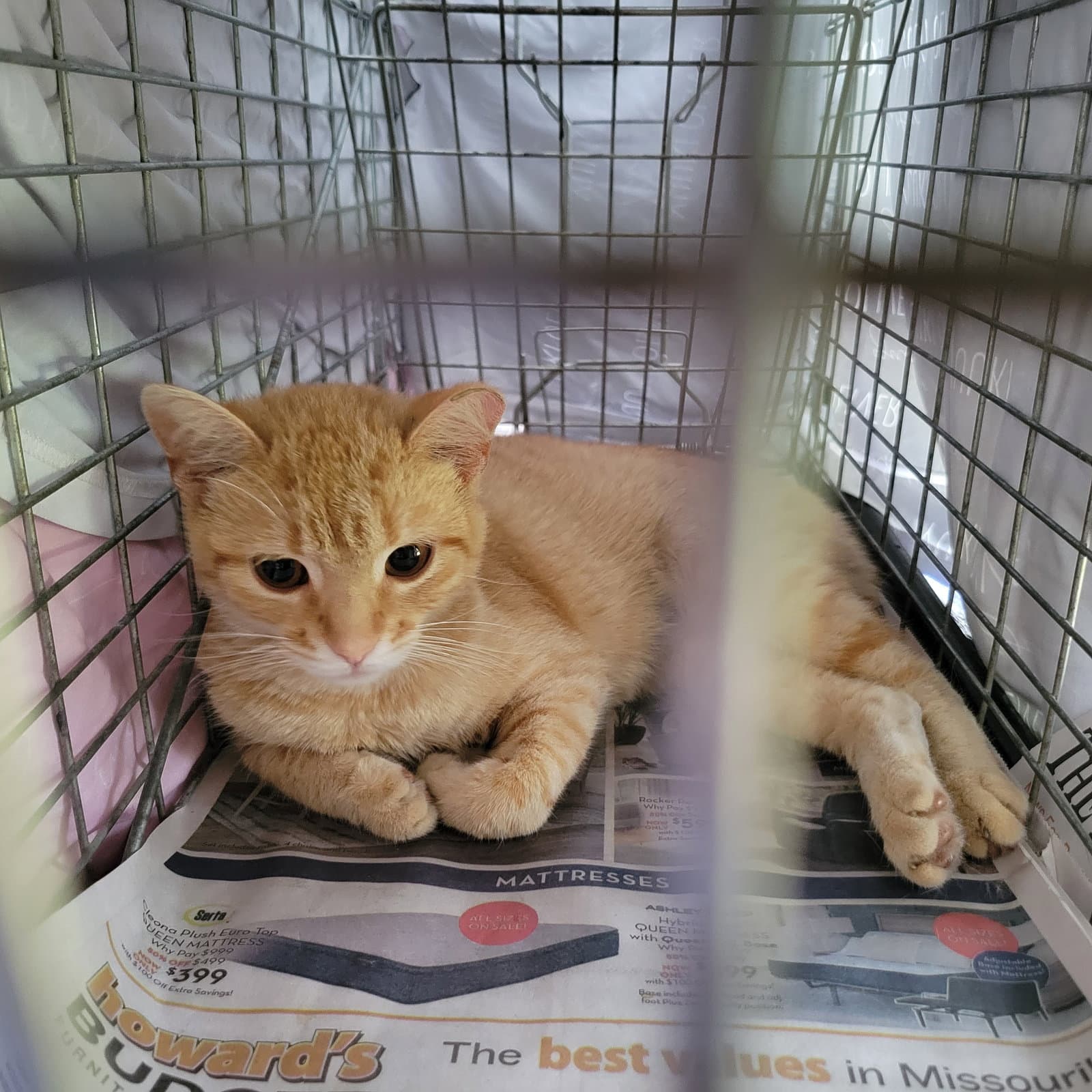 Marigold - Domestic Short Hair