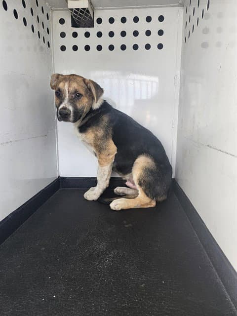 Unknown - German Shepherd Dog