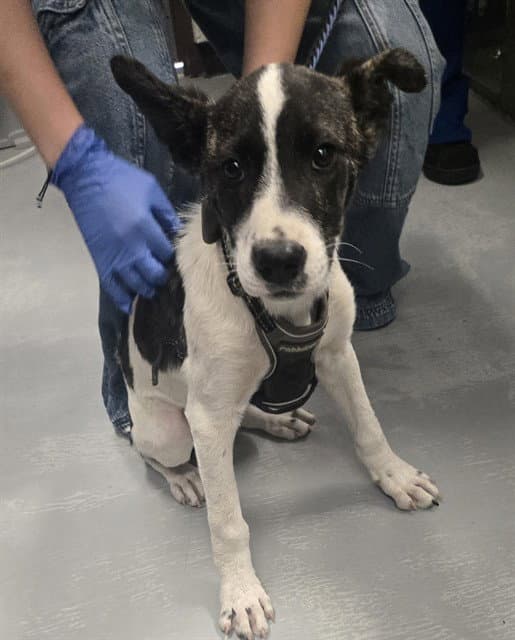 Unknown - Terrier