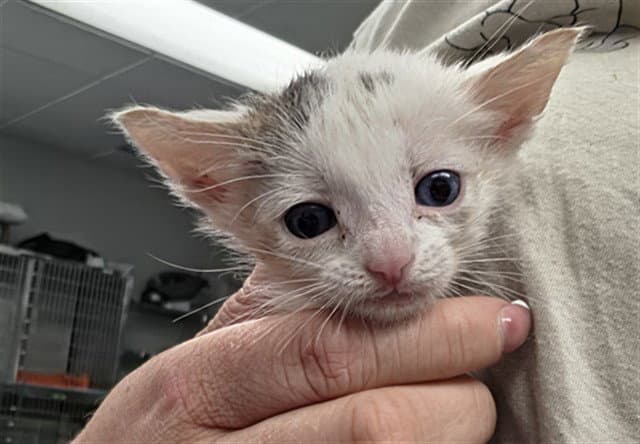 Rose - Domestic Short Hair