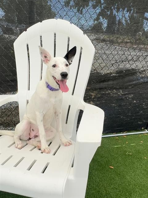 Pretty Girl - Border Collie