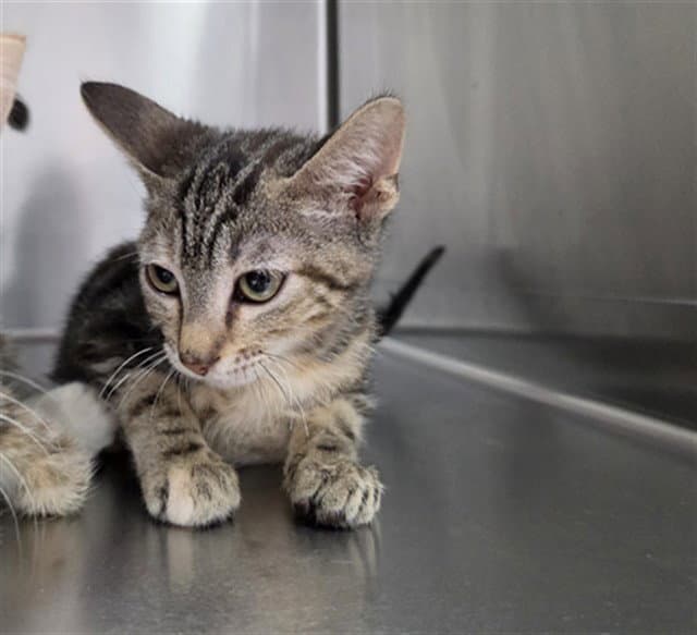 Unknown - Domestic Medium Hair
