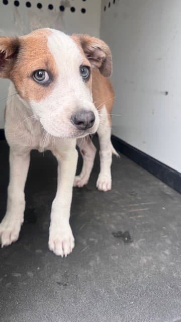 Unknown - Pit Bull Terrier