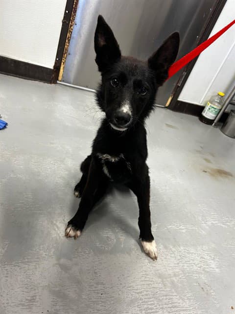 Unknown - German Shepherd Dog