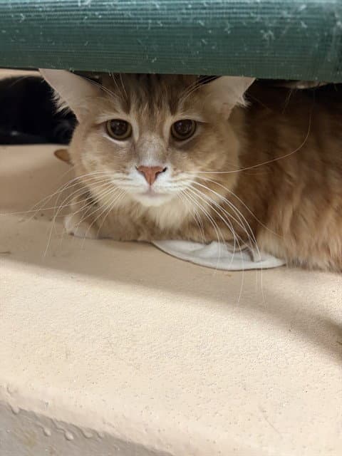 Canelo - Domestic Short Hair