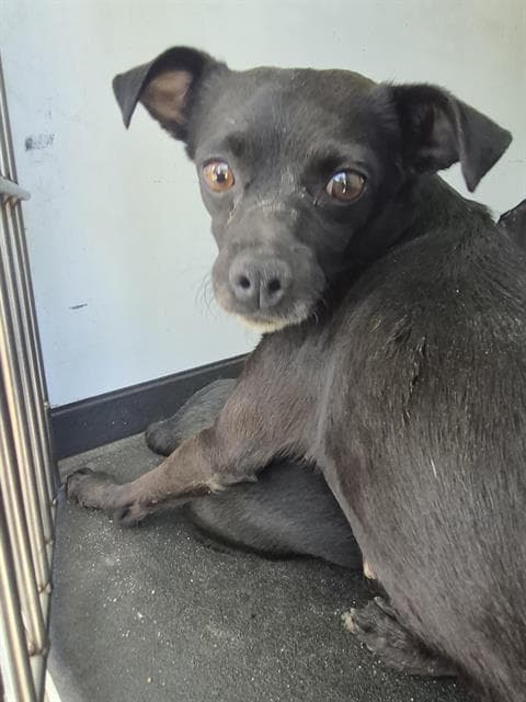 Bambi - Chihuahua