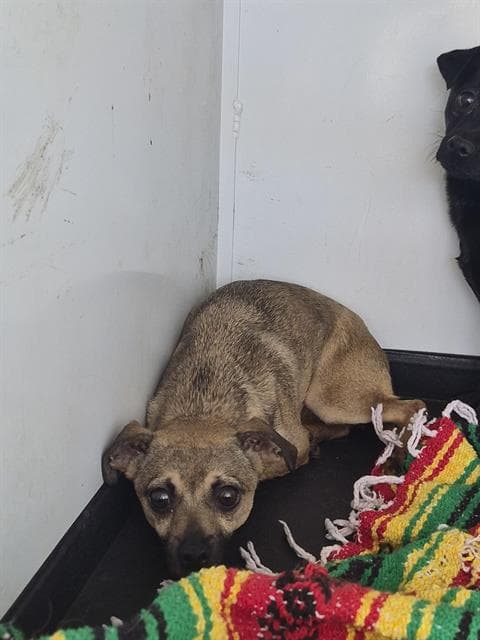 Snickers - Chihuahua