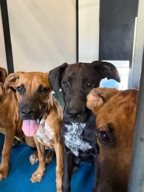 Unknown - Pit Bull Terrier