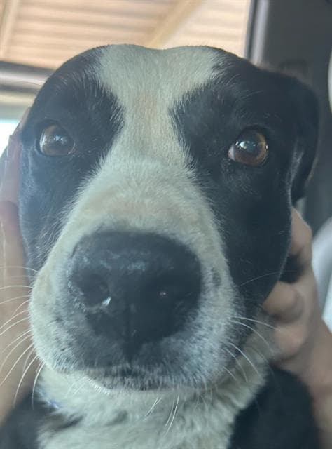Unknown - Border Collie