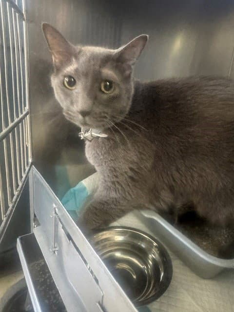 Unknown - Domestic Short Hair