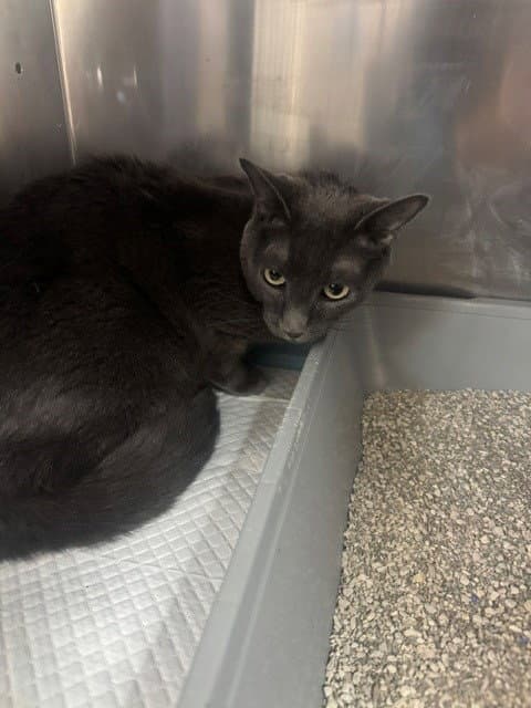 Unknown - Domestic Short Hair