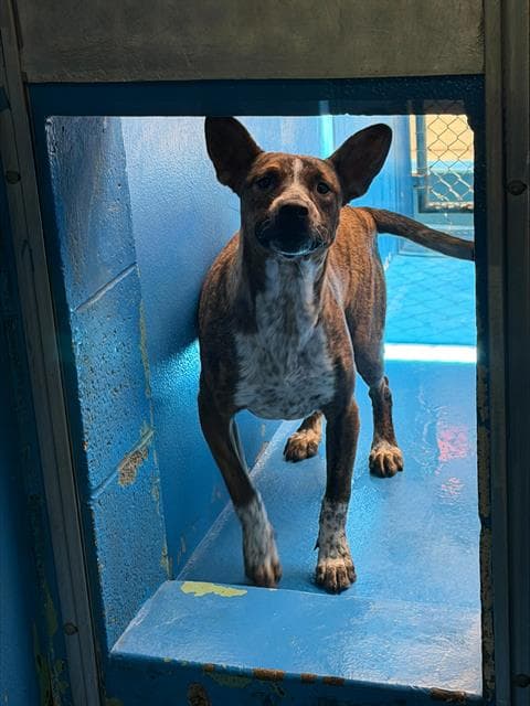 Unknown - Pit Bull Terrier