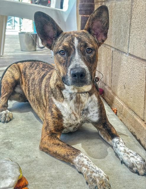 Unknown - Pit Bull Terrier