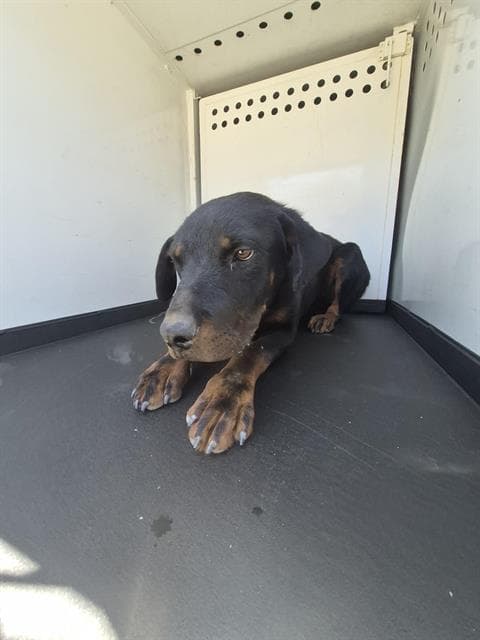 Unknown - Rottweiler