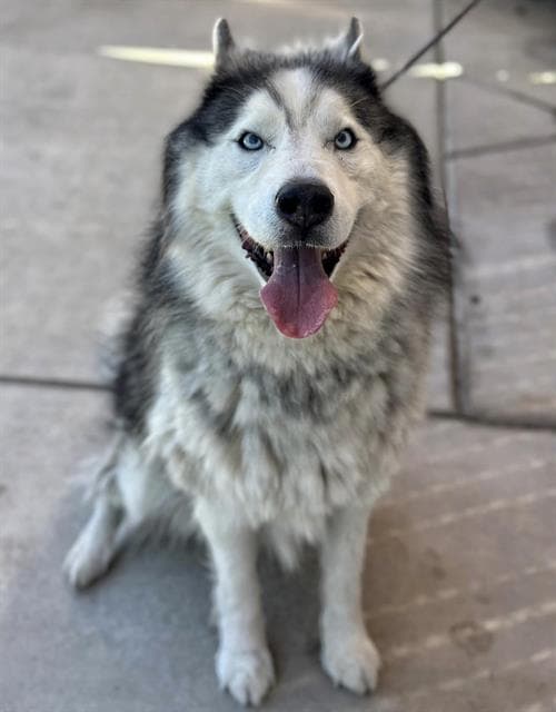 Unknown - Alaskan Malamute