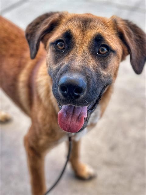 Unknown - Anatolian Shepherd