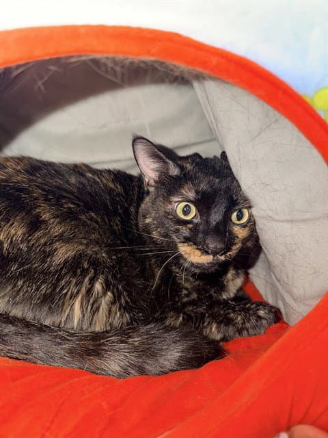 Torta - Domestic Short Hair