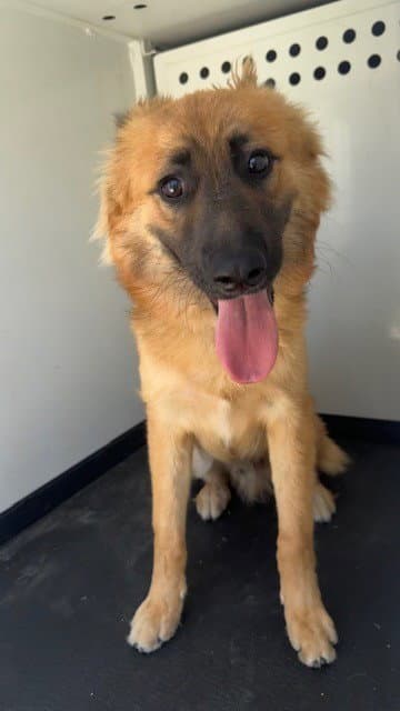 Unknown - German Shepherd Dog