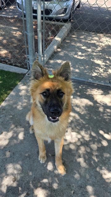 Unknown - German Shepherd Dog