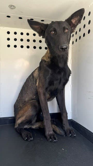Unknown - Belgian Shepherd Malinois