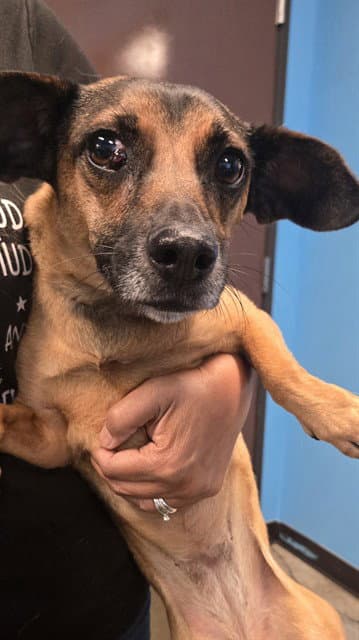 Bonnie - Dachshund