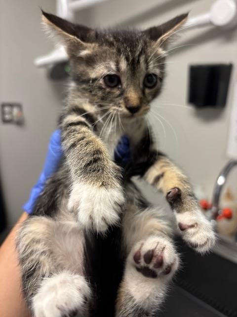 Unknown - Domestic Short Hair