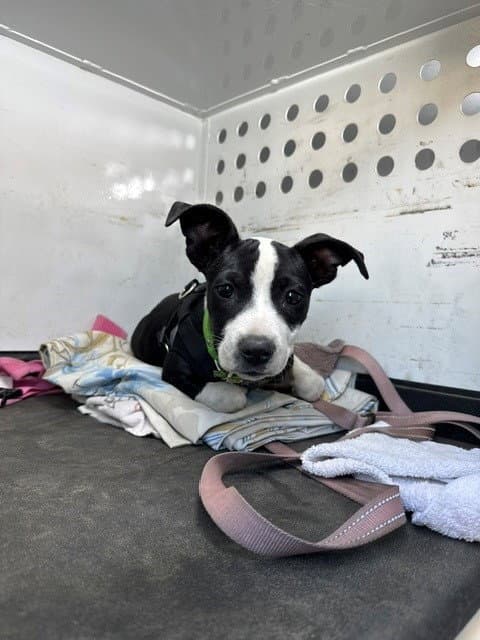 Unknown - Pit Bull Terrier