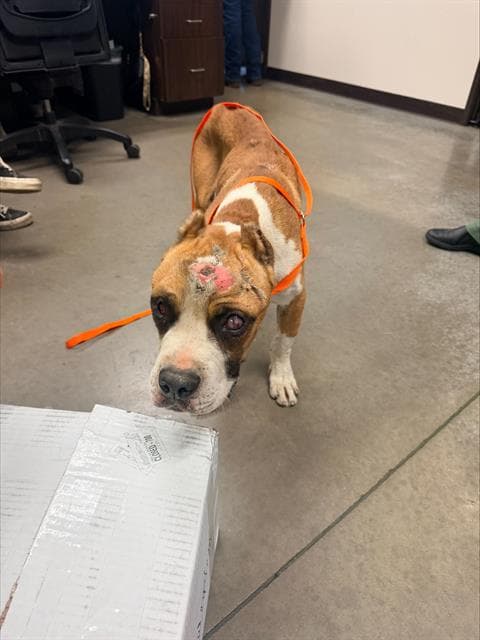 Unknown - Pit Bull Terrier