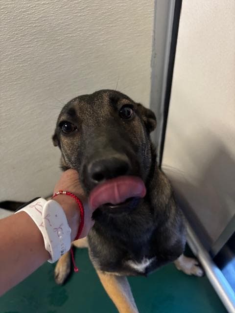 Cookie - Belgian Shepherd Malinois